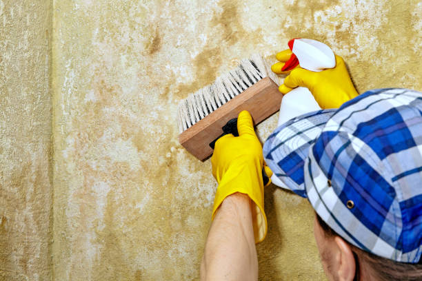 Best Black Mold Removal  in Hurstbourne Acres, KY